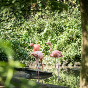 Blitz Ontwerpt trouwkaart flamingo tropisch